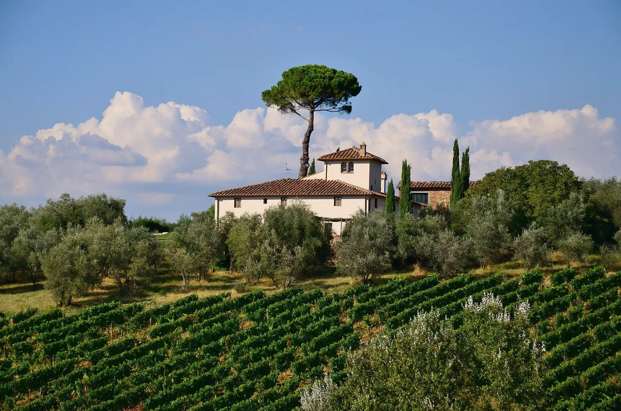A Tuscan villa with a terracotta roof and cypresses on a hill above rows of vineyard, an umbrella pine against a blue sky with white clouds.